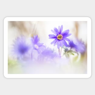 Magical Windflowers Sticker